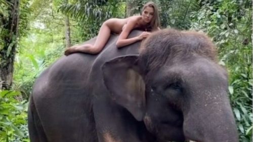 ANIMAL RIGHT ACTIVISTS CONDEMN INSTAGRAM INFLUENCER WHO POSED NUDE ON TOP OF A ELEPHANT IN INDONESIA